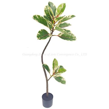 Veľký Ficus Tineke Tree